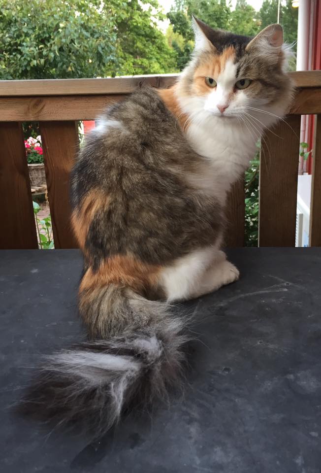 sibirisk katt Colbie